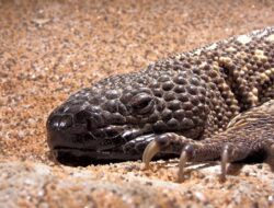 4 Fakta Menarik Heloderma horridum, Ular Berbisa Penyelamat