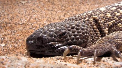 4 Fakta Menarik Heloderma horridum, Ular Berbisa Penyelamat
